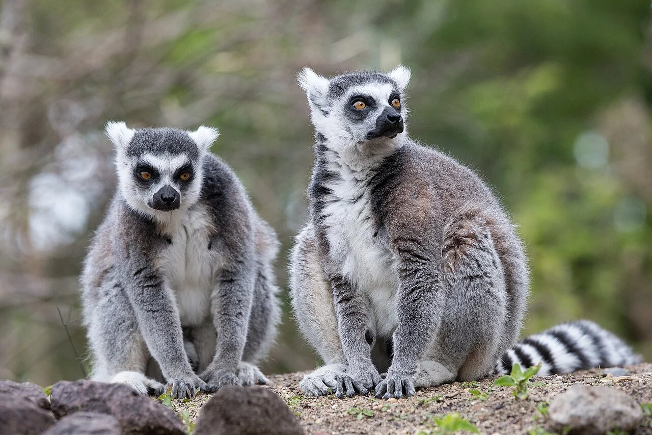 Madagascar