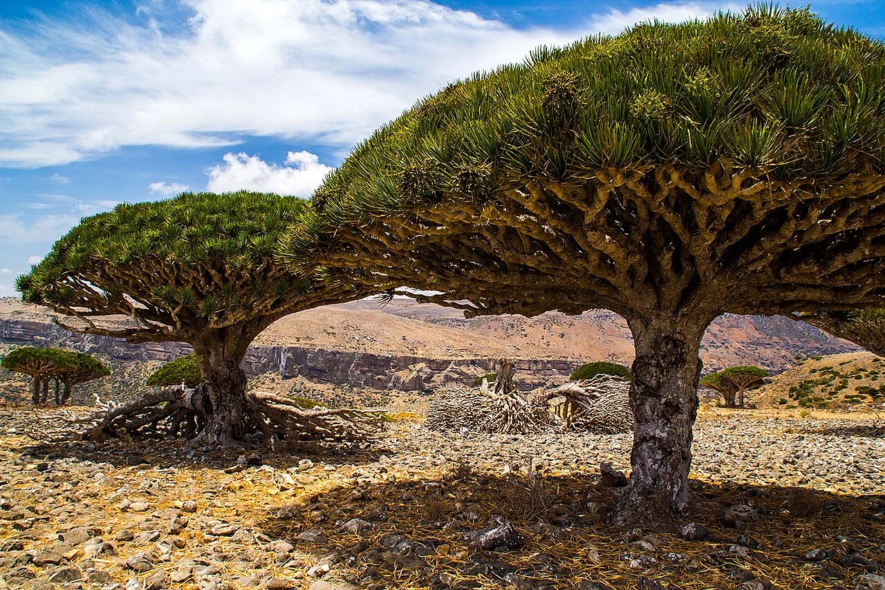 Socotra