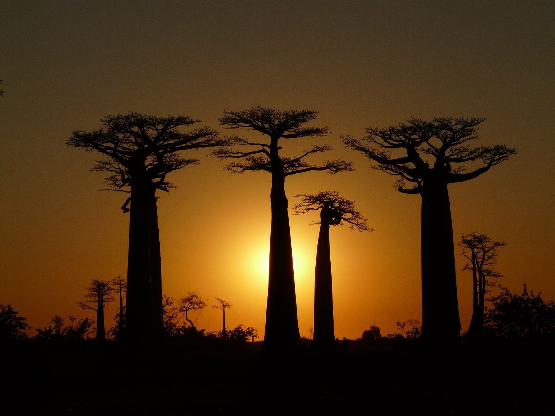 Madagascar — Forest Voices & Baobab Horizons