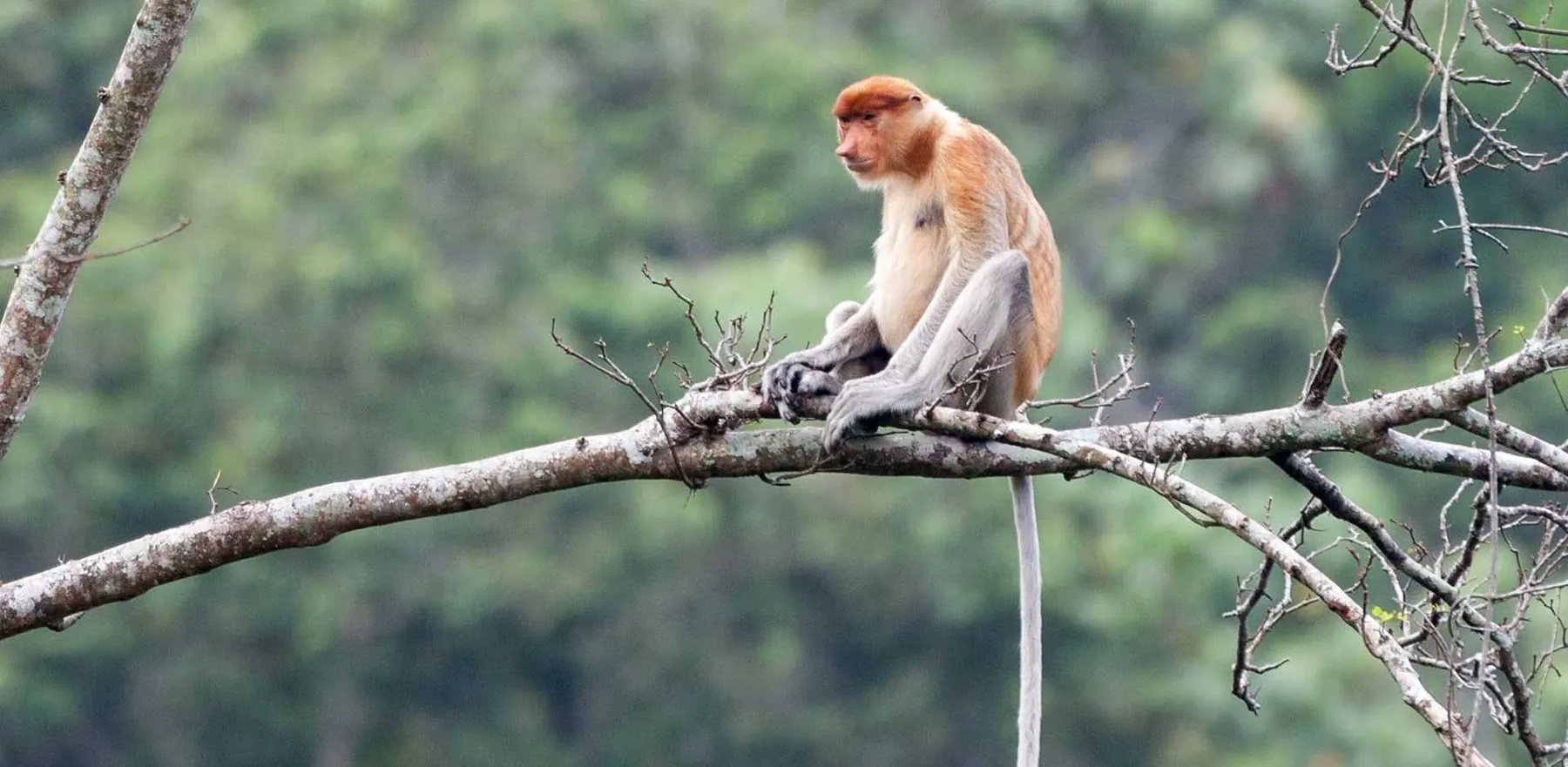 Brunei: Rainforest Canopies & River Life