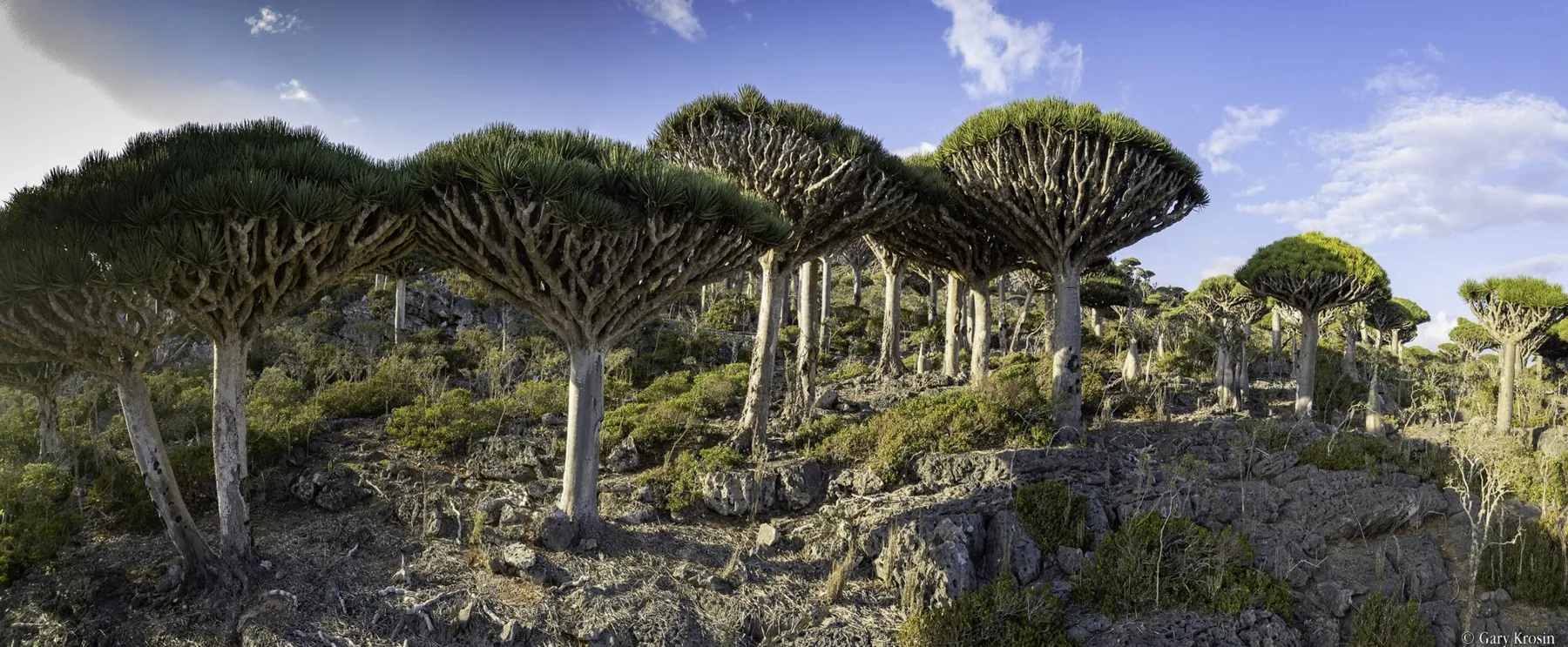 Socotra: Island of Dragon Trees
