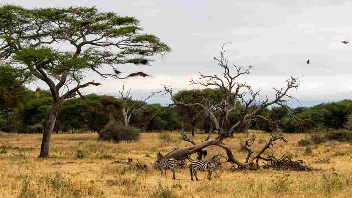Your safari. Your people. Your way.