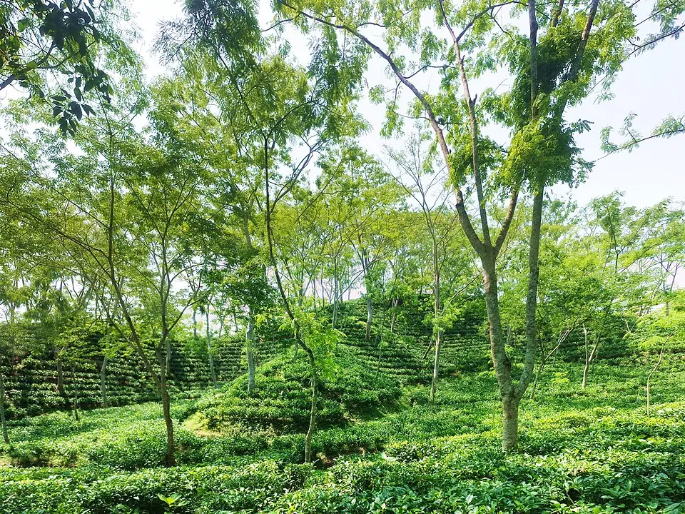 Tea, Rivers & Living Bengal
