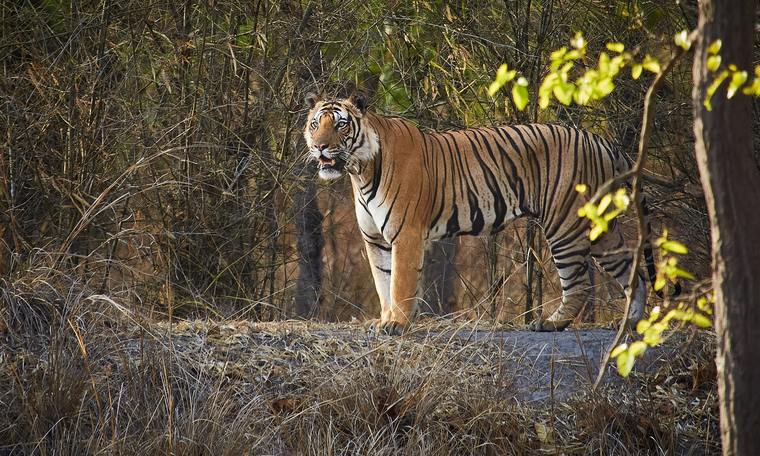 Madhya Pradesh: Temples & Tigers