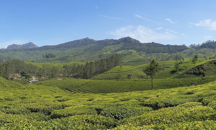 South India: Temples, Tea & Backwaters
