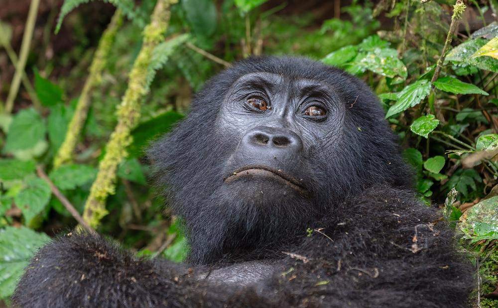 Uganda Gorilla Safari
