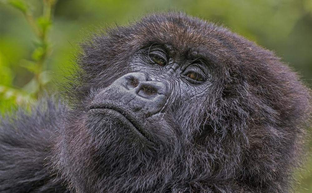 Rwanda Primate Safari