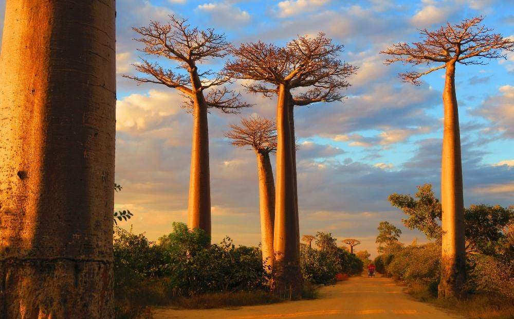 Madagascar Baobabs & Lemurs