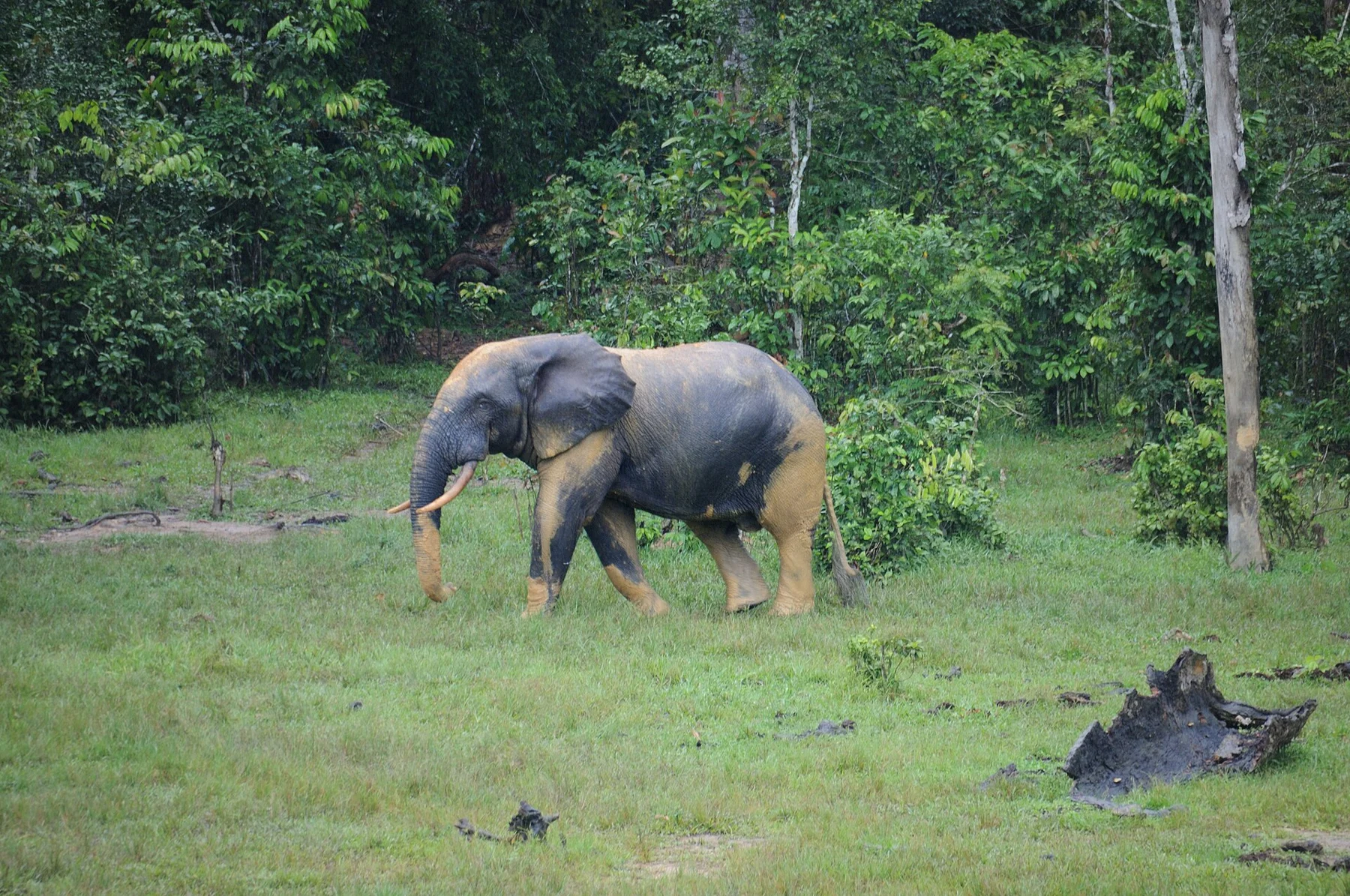Into the forest, Central African Republic