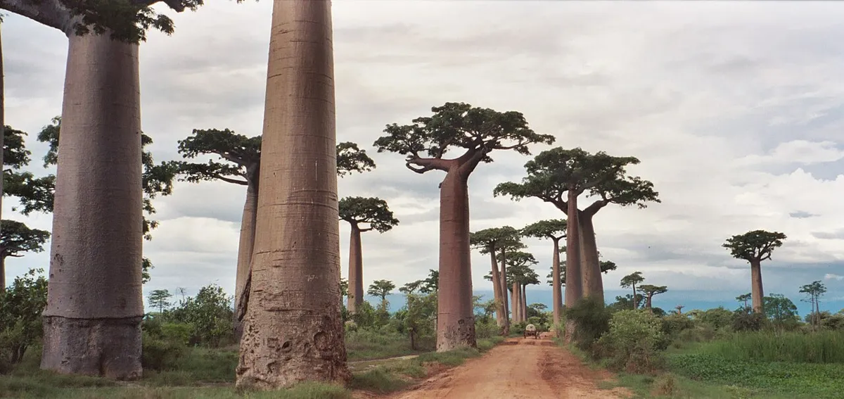 An island unlike any other, Madagascar