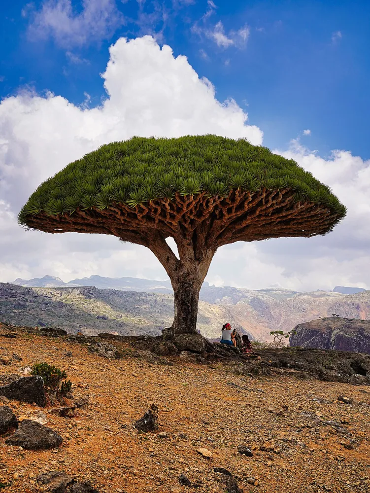 Nature beyond imagination, Socotra