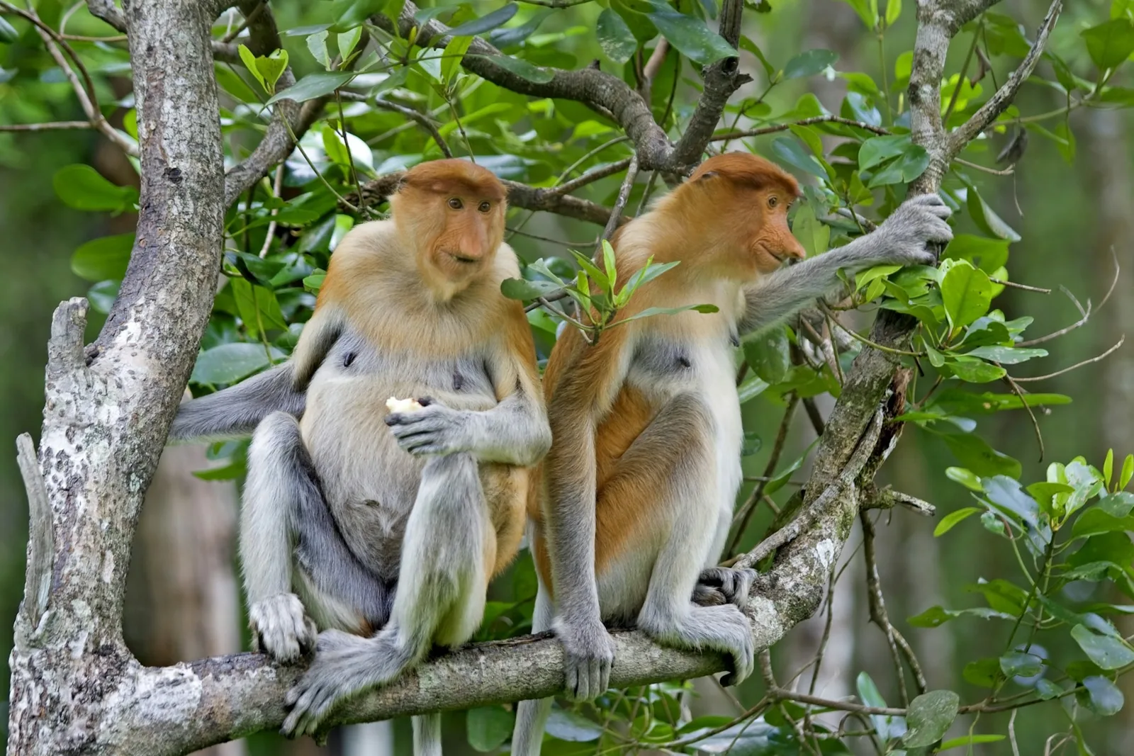 Proboscis monkeys, Brunei