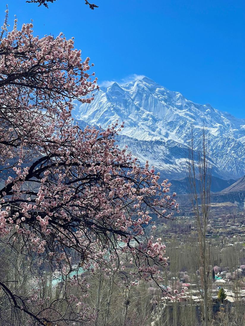 Himalayan peaks and blossom